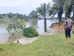 Detik-Detik Tebing Kuala Terusan Longsor ke Sungai Kampar, Tiga Rumah Warga Terancam