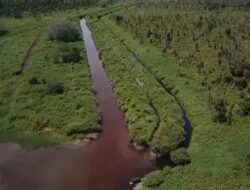 Tragedi Ribuan Ikan Mati di Desa Sering, Tiga Kanal Limbah Industri Diduga Milik APRIL Group Disorot