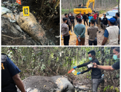 Gajah Ditemukan Mati di Areal Konsesi PT RAPP Ukui, Polisi Lakukan Penyelidikan