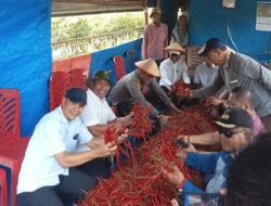 Bupati Pelalawan H. Zukri SE, MM dan Ketua DPRD Pelalawan Hadiri Panen Cabe Desa Kuala Panduk dan Penutupan Lomba Ketinting Bupati Cup Tahun 2026