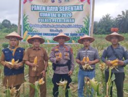 Panen 1 Ton Jagung di Batang Kulim ,Polsek Pkl Kuras Kawal Swasembada Pangan 2026