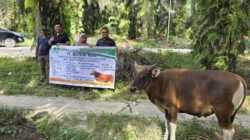 Sambut Hari Raya Idul Adha, PT Musim Mas Salurkan Hewan Qurban di Desa Sekitar Perusahaan