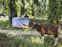Sambut Hari Raya Idul Adha, PT Musim Mas Salurkan Hewan Qurban di Desa Sekitar Perusahaan