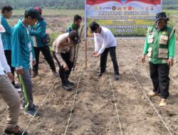 Polsek Pangkalan Kuras Dampingi KUD Sawit Harapan Jaya Tanam Jagung 3 Hektar Program Ketahanan Pangan